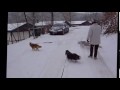 Sneeuwwandelen Eifel met de Shelties (deel 2) - Landal Wirfttal