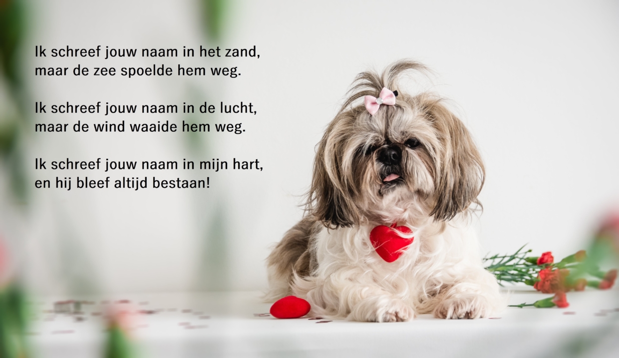 Valentijn, Shih Tzu